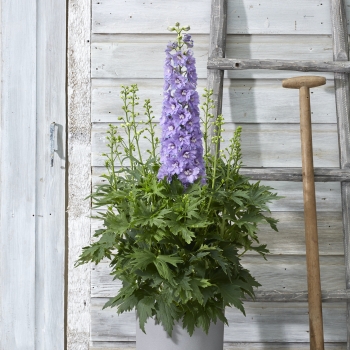 Delphinium - hybride - Shelby - 